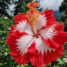 Hibiscus Flowers